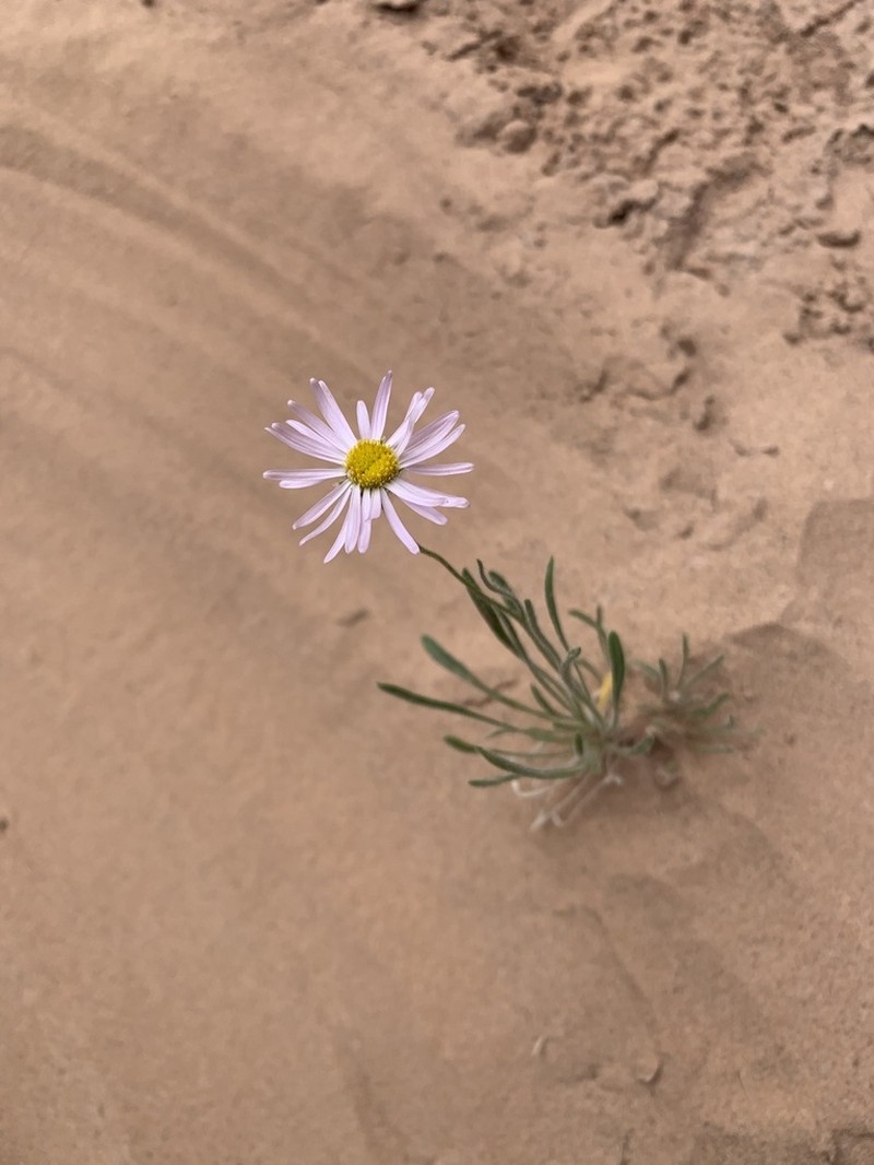 Utah Fleabane photo 2
