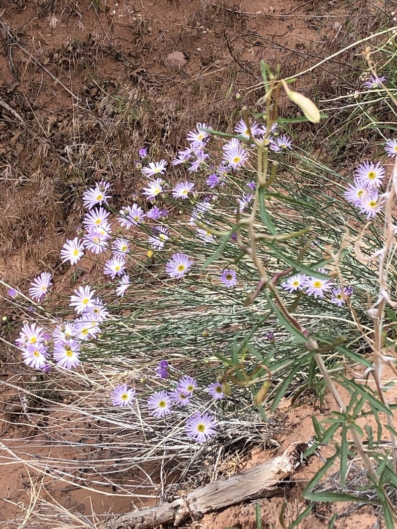 Utah Fleabane photo 3