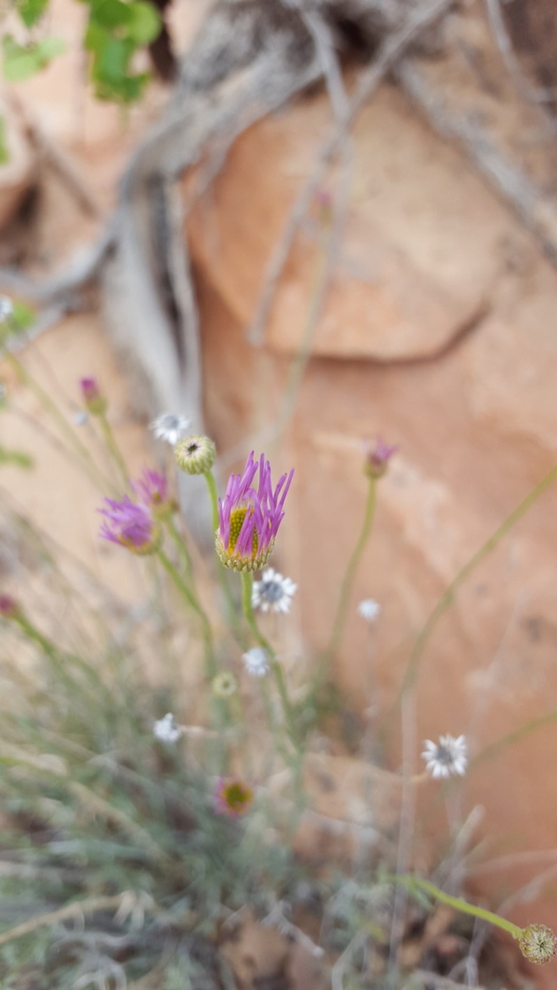 Utah Fleabane photo 4