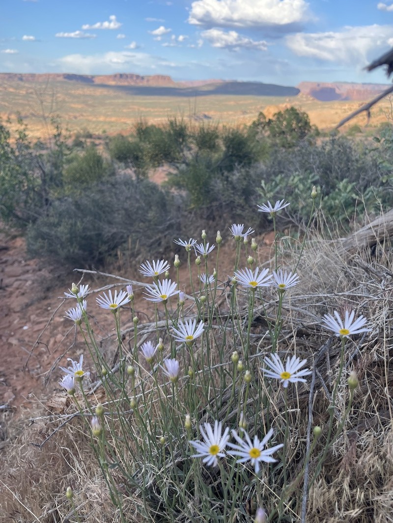 Utah Fleabane photo 5