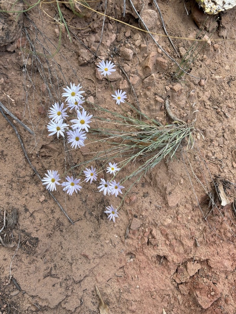 Utah Fleabane photo 6