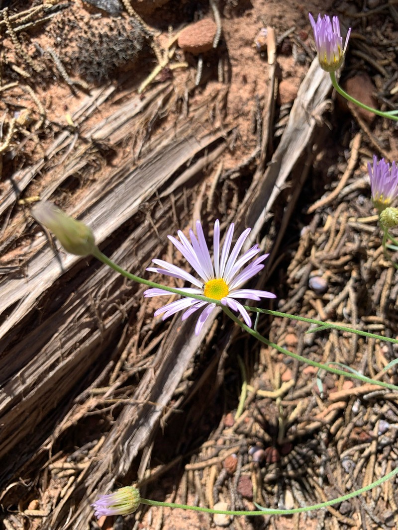 Utah Fleabane photo 7