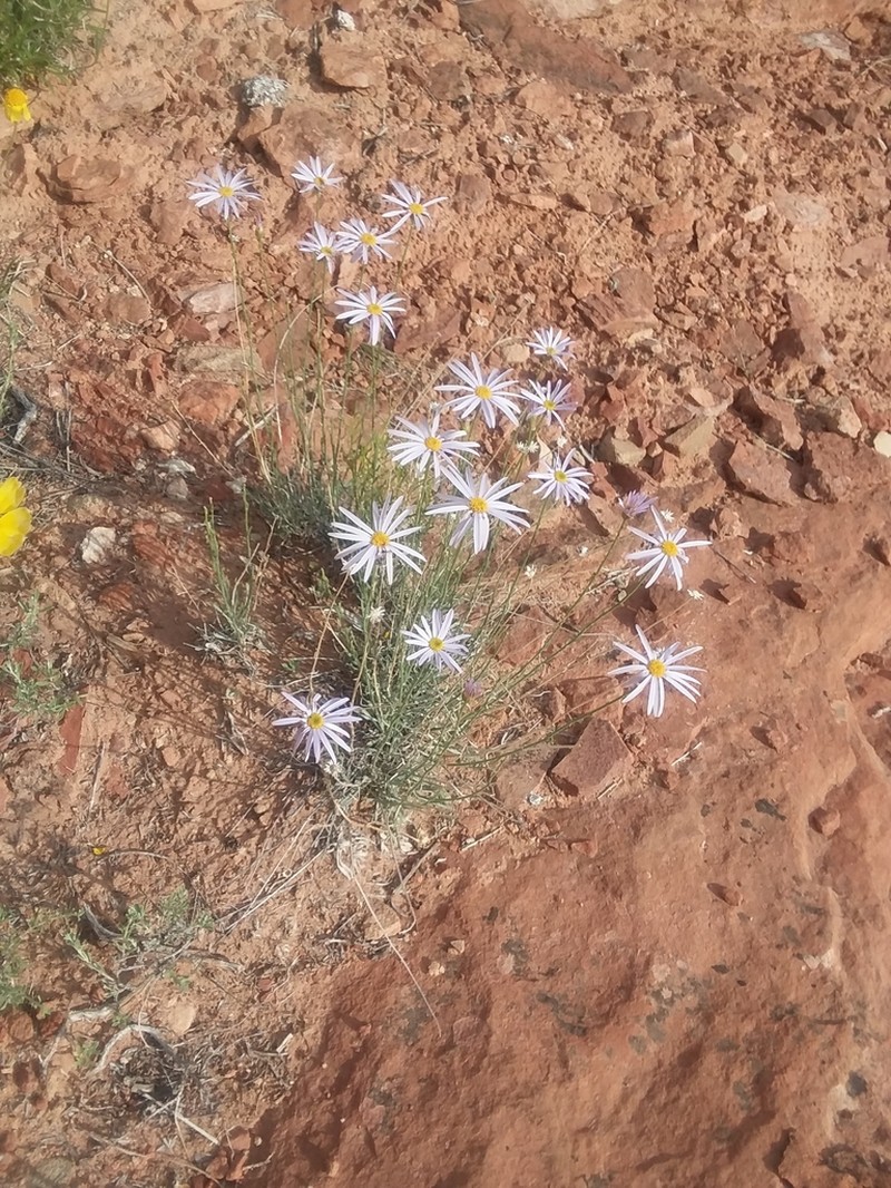 Utah Fleabane photo 8