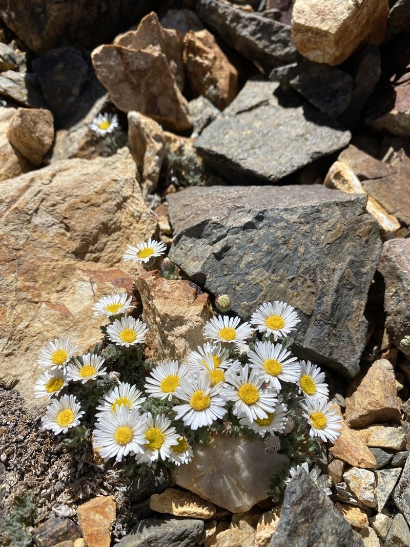 Rambling Fleabane