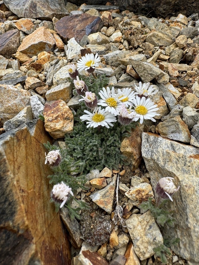 Rambling Fleabane photo 2