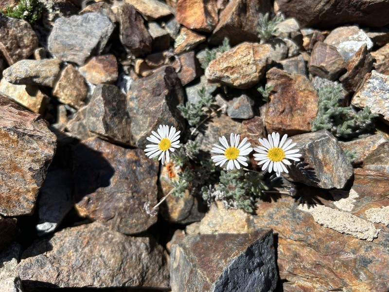 Rambling Fleabane photo 3