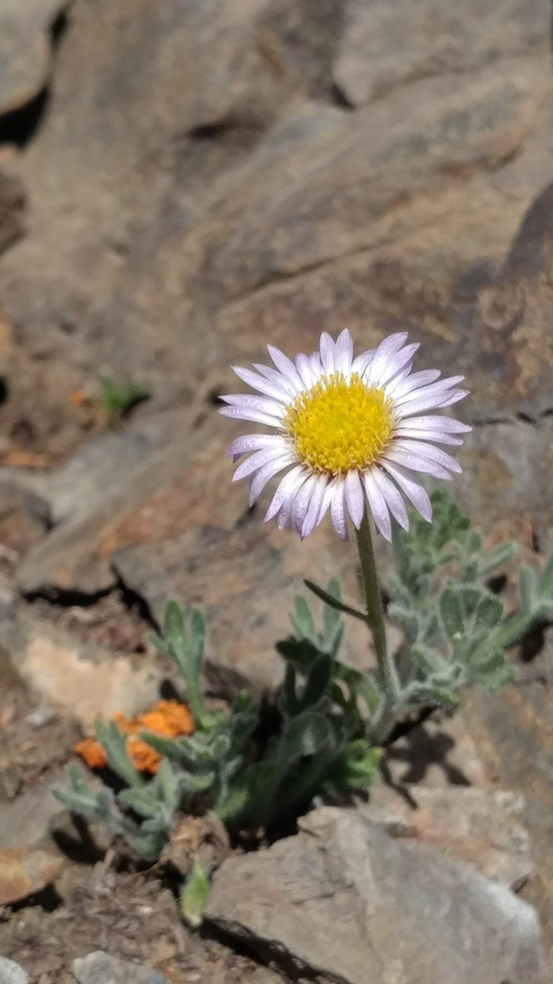 Rambling Fleabane photo 4