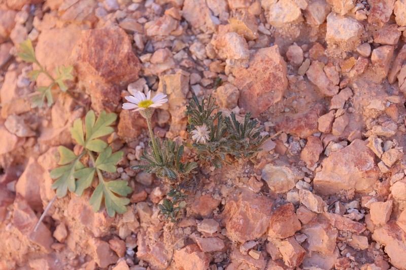 Rambling Fleabane photo 5