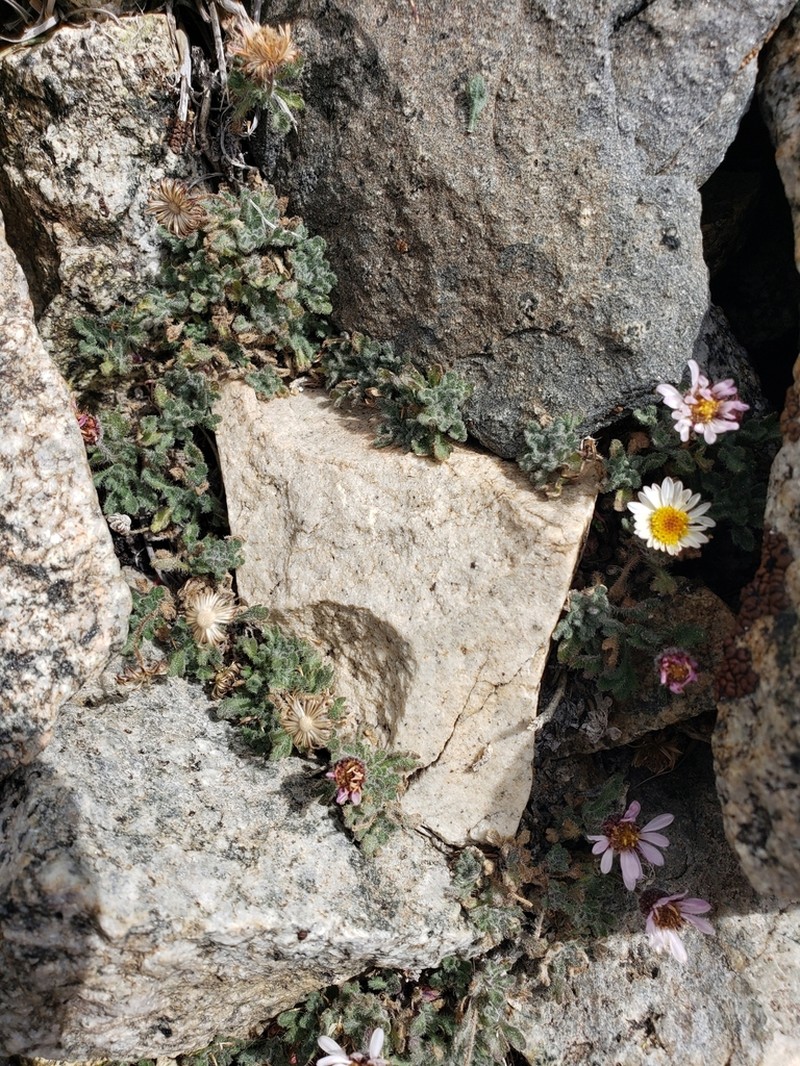 Rambling Fleabane photo 6