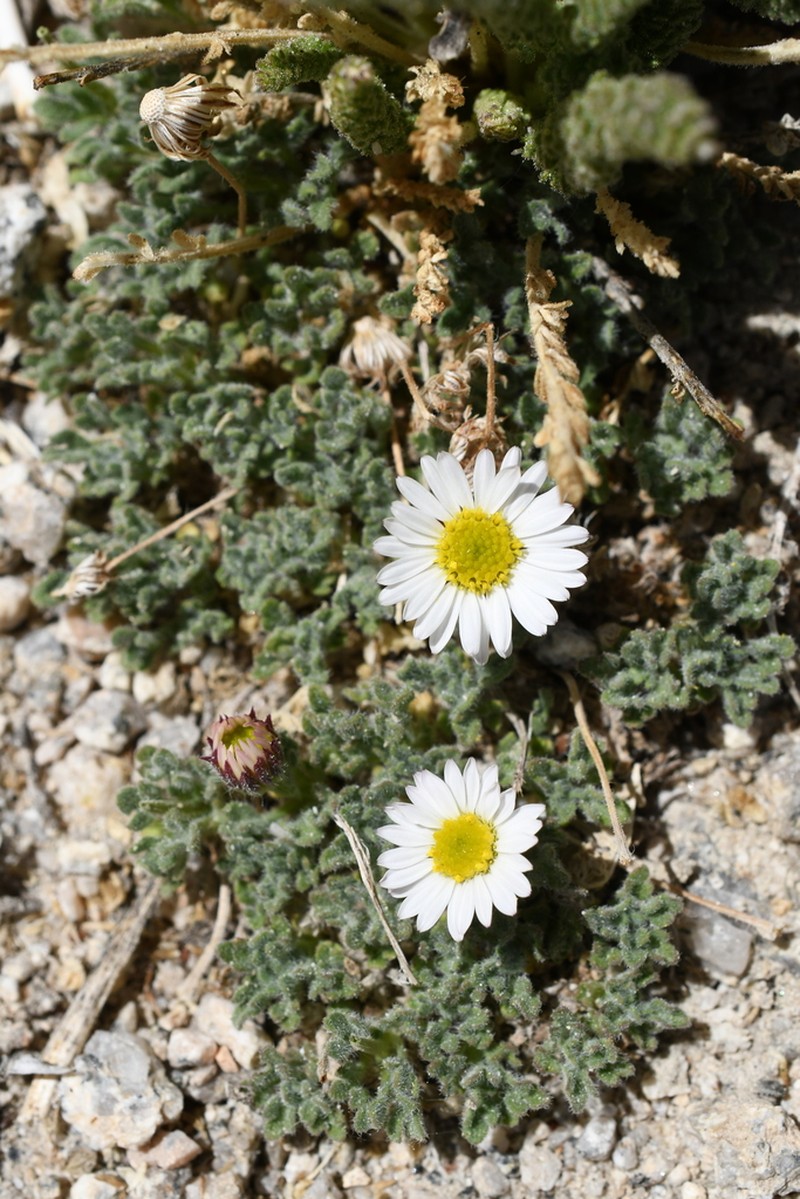 Rambling Fleabane photo 7