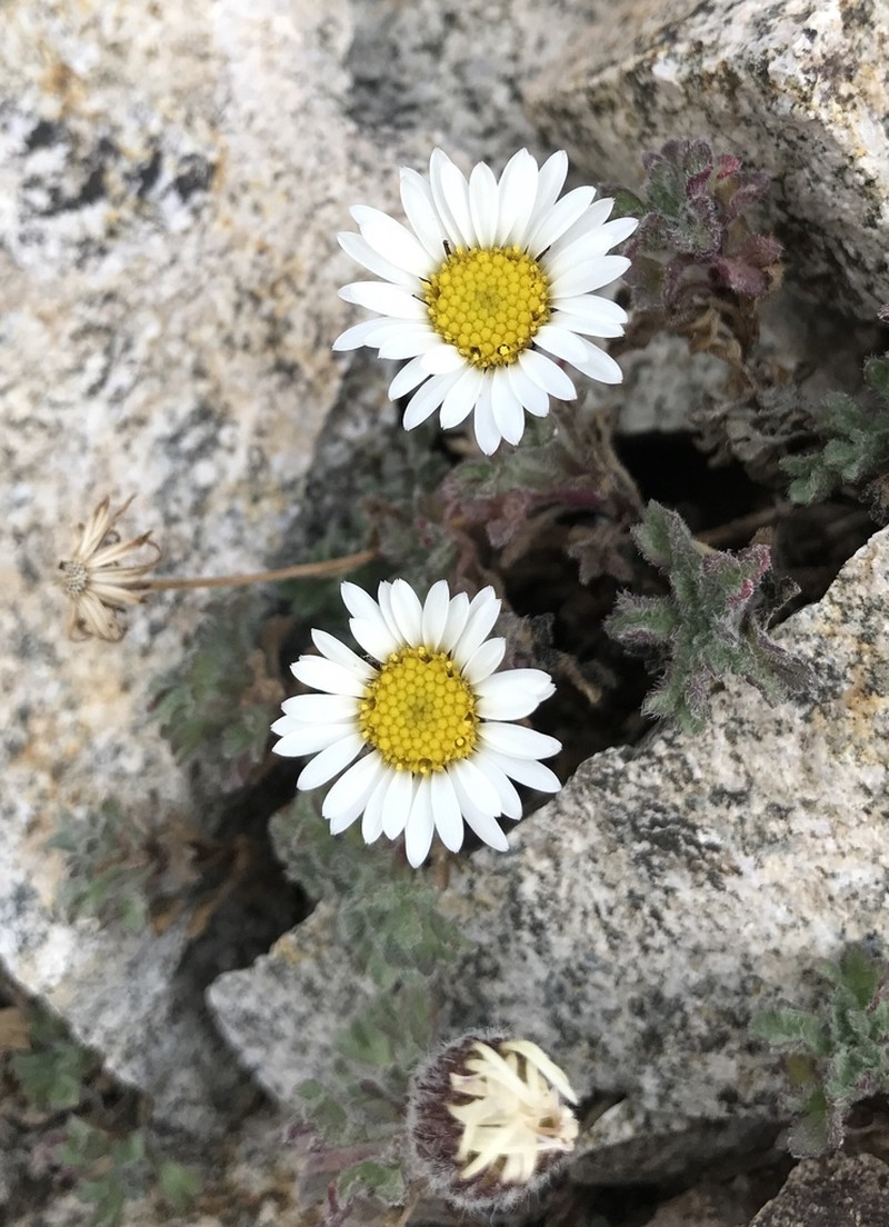 Rambling Fleabane photo 8