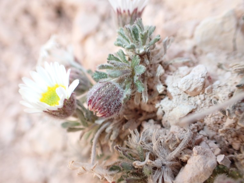 Erigeron vagus var. madsenii
