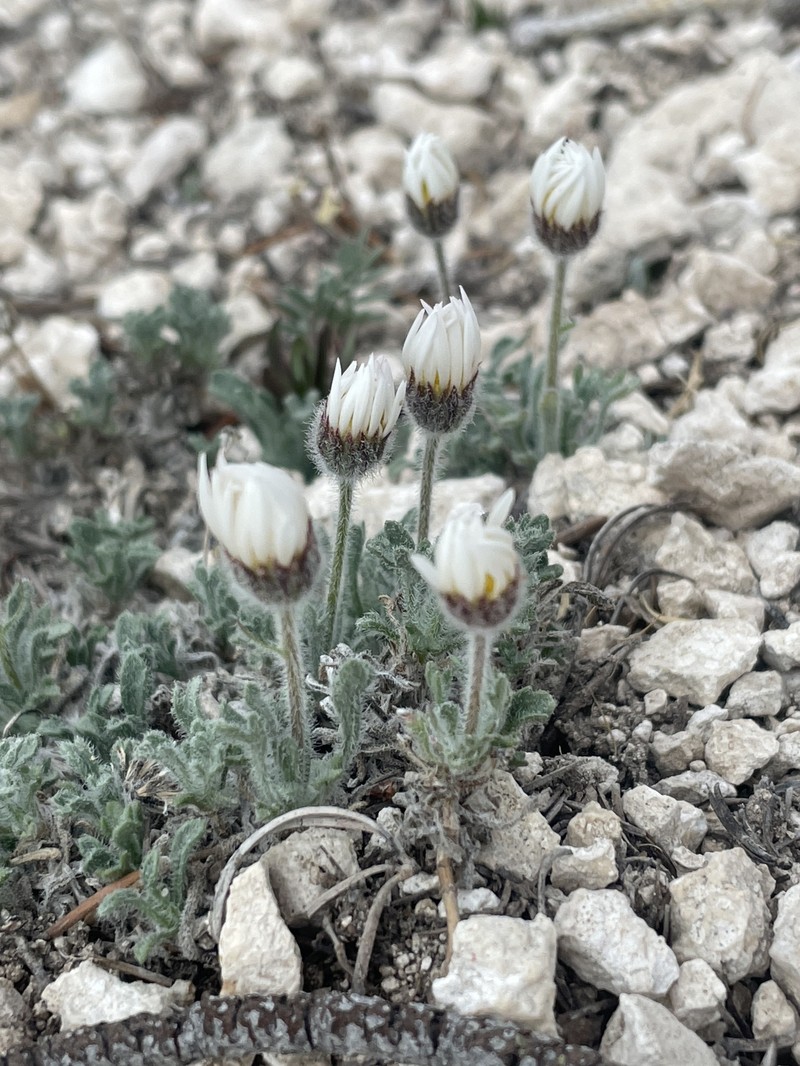 Erigeron vagus var. madsenii photo 2