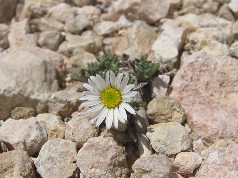Erigeron vagus var. madsenii photo 3