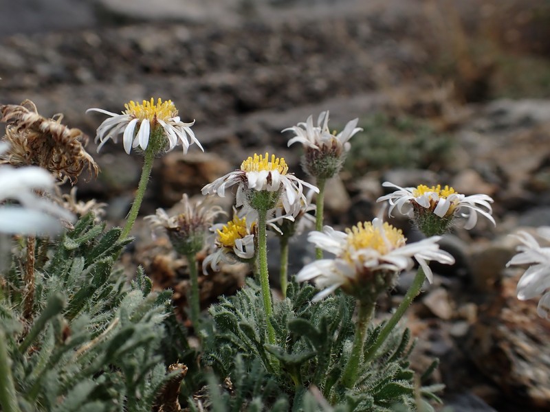 Erigeron vagus var. vagus