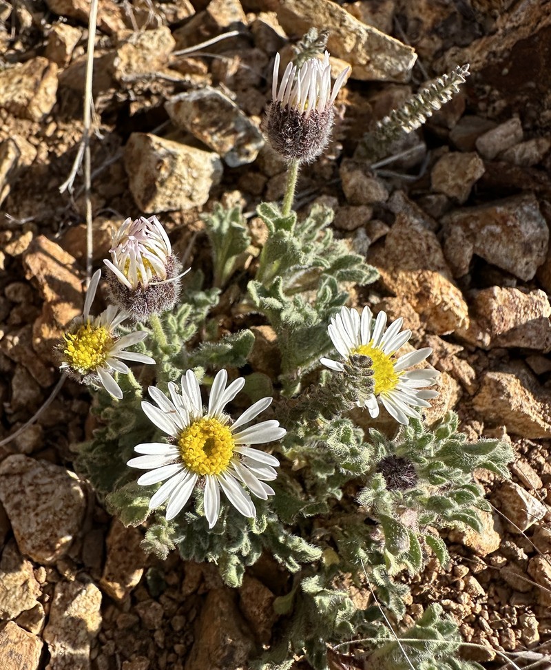 Erigeron vagus var. vagus photo 2