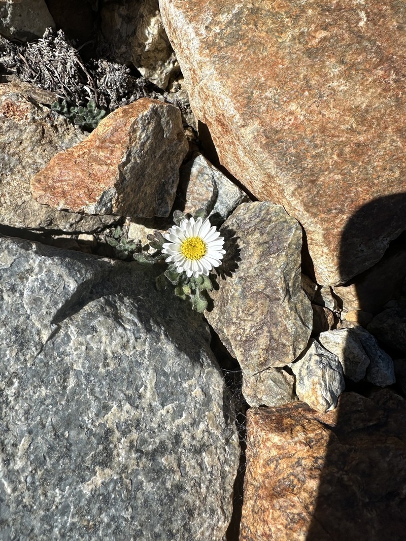 Erigeron vagus var. vagus photo 3