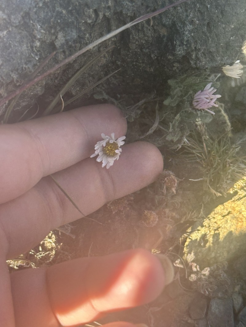 Erigeron vagus var. vagus photo 4