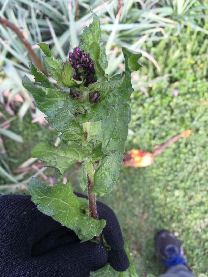 Erigeron variegatus