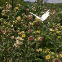 Erigeron variifolius