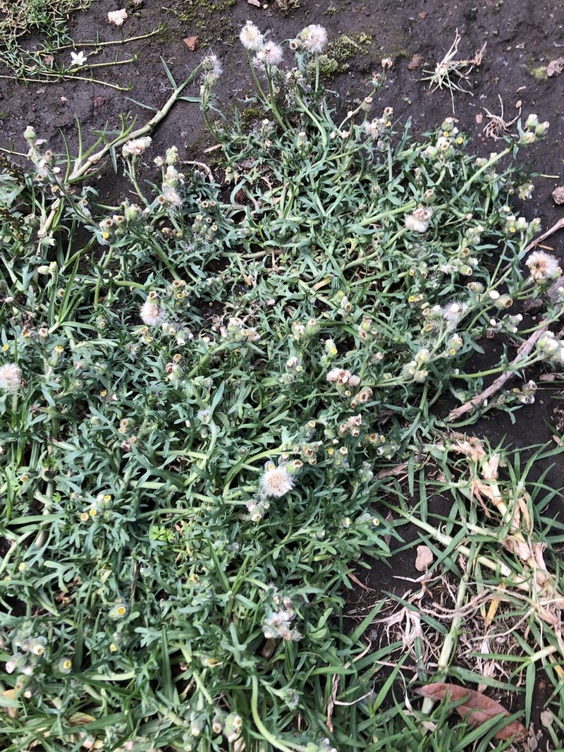 Erigeron variifolius photo 2