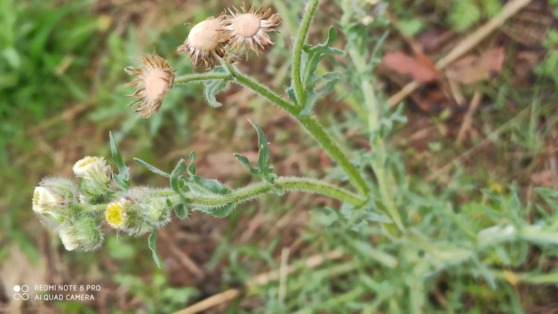 Erigeron variifolius photo 3