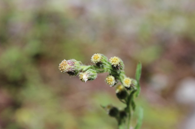 Erigeron variifolius photo 4