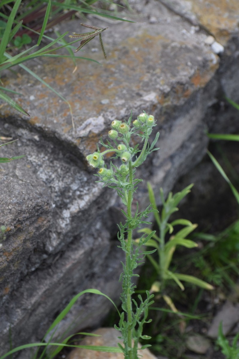 Erigeron variifolius photo 5