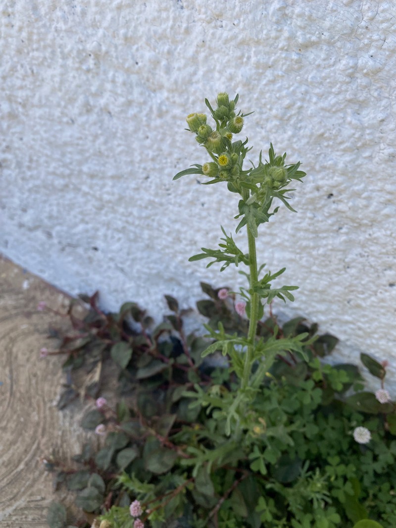 Erigeron variifolius photo 6