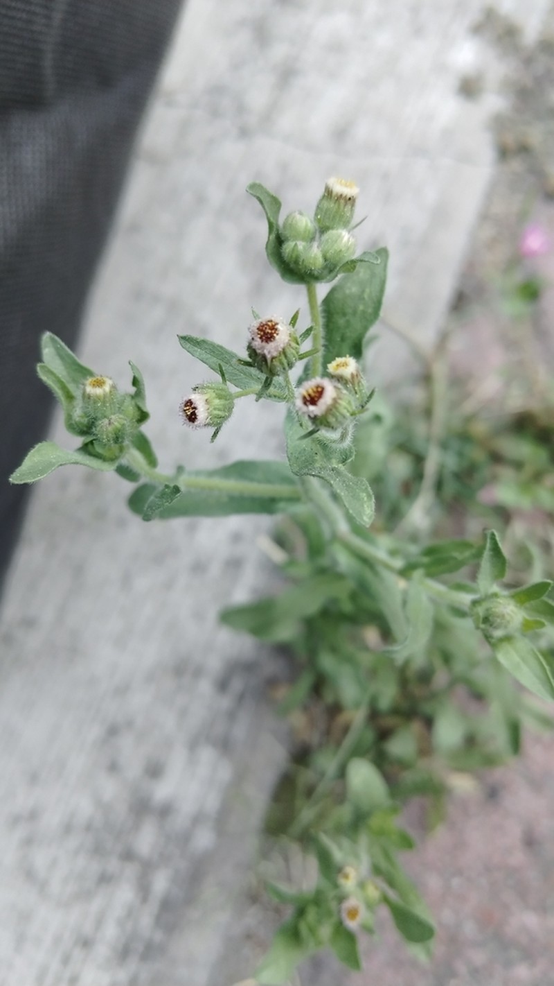 Erigeron variifolius photo 7