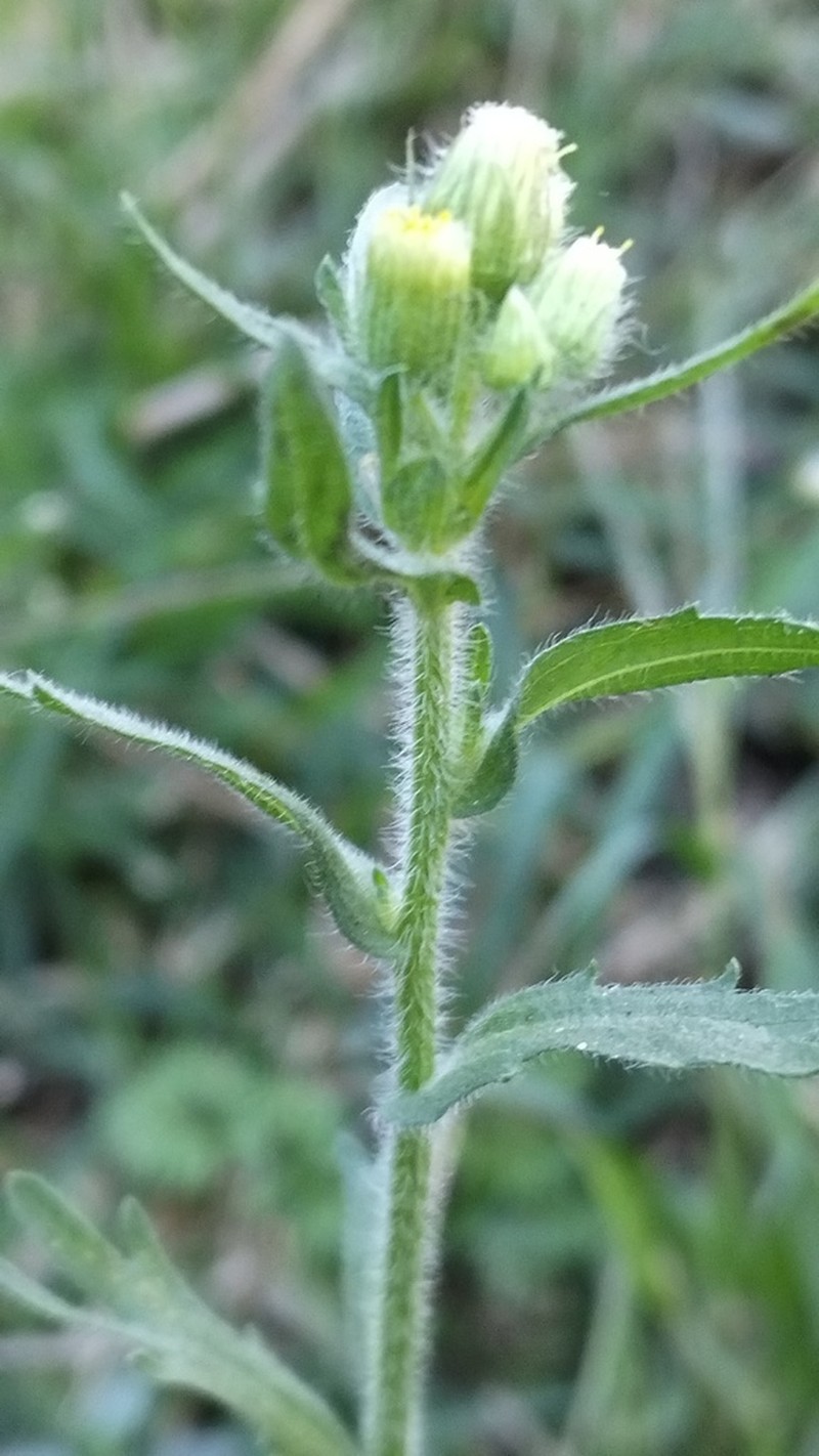 Erigeron variifolius photo 8