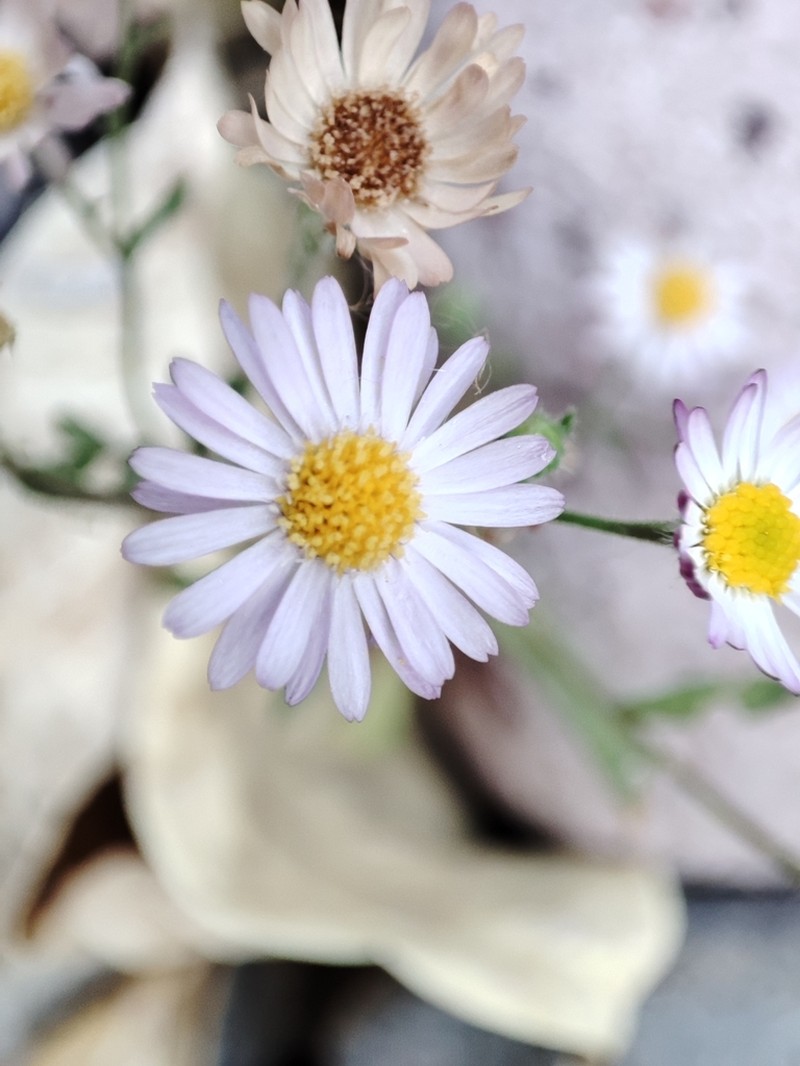 Chihuahuan Fleabane photo 4