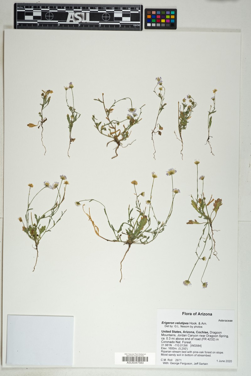 Chihuahuan Fleabane photo 5
