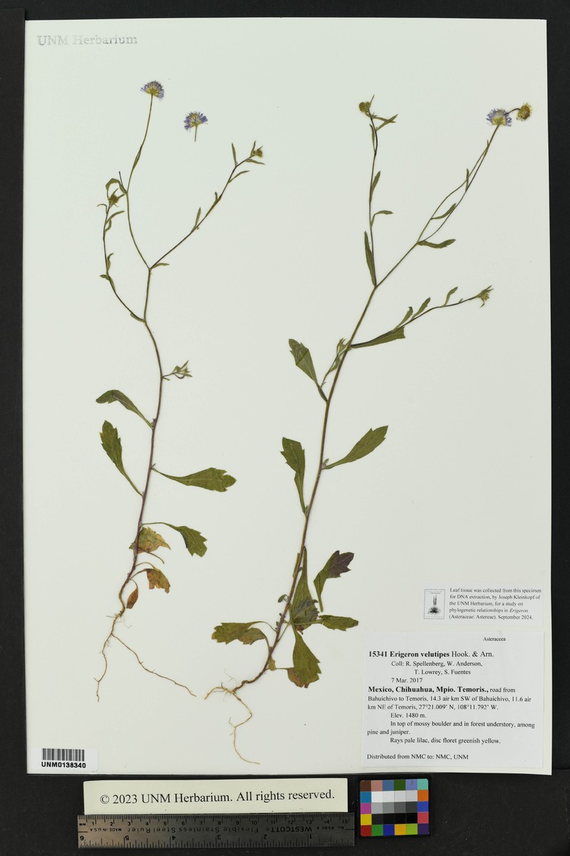 Chihuahuan Fleabane photo 6