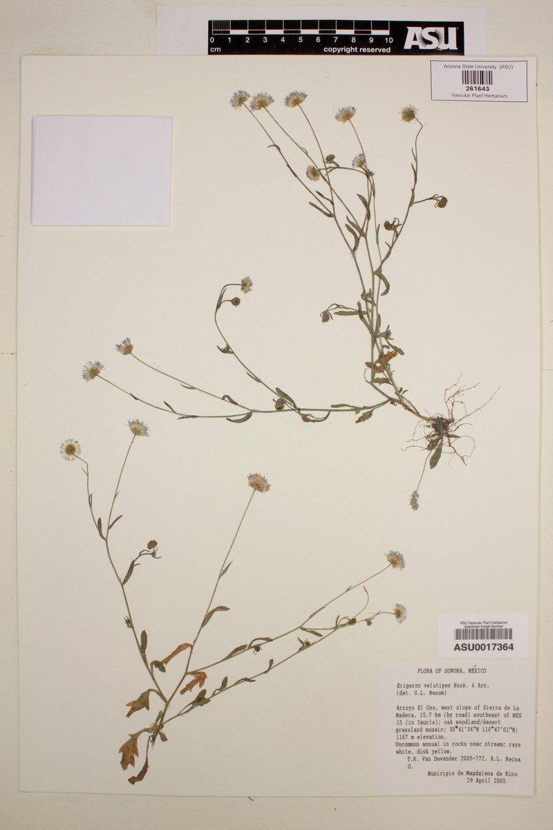 Chihuahuan Fleabane photo 7