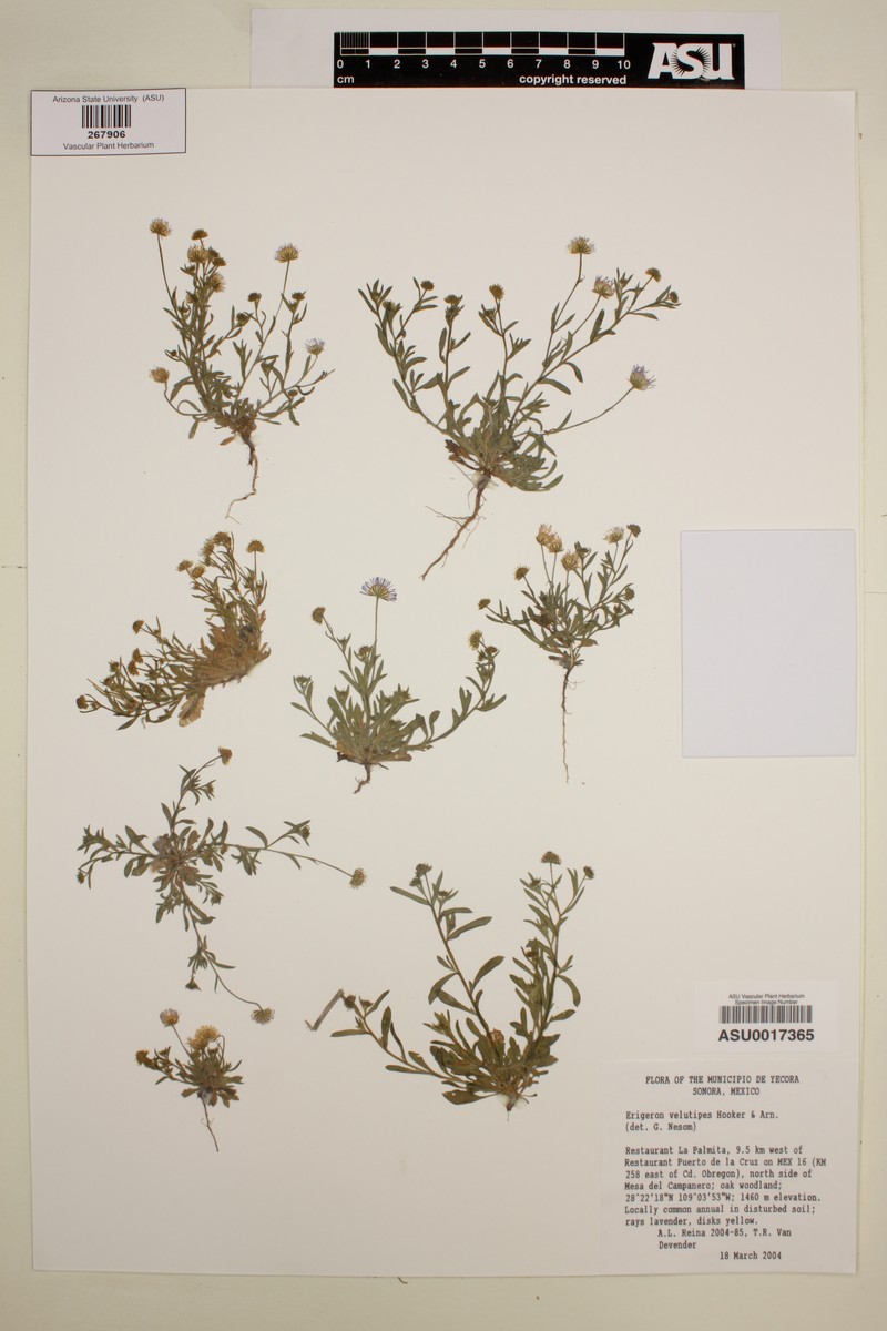 Chihuahuan Fleabane photo 8