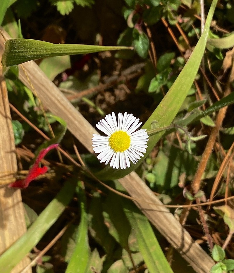 Chihuahuan Fleabane