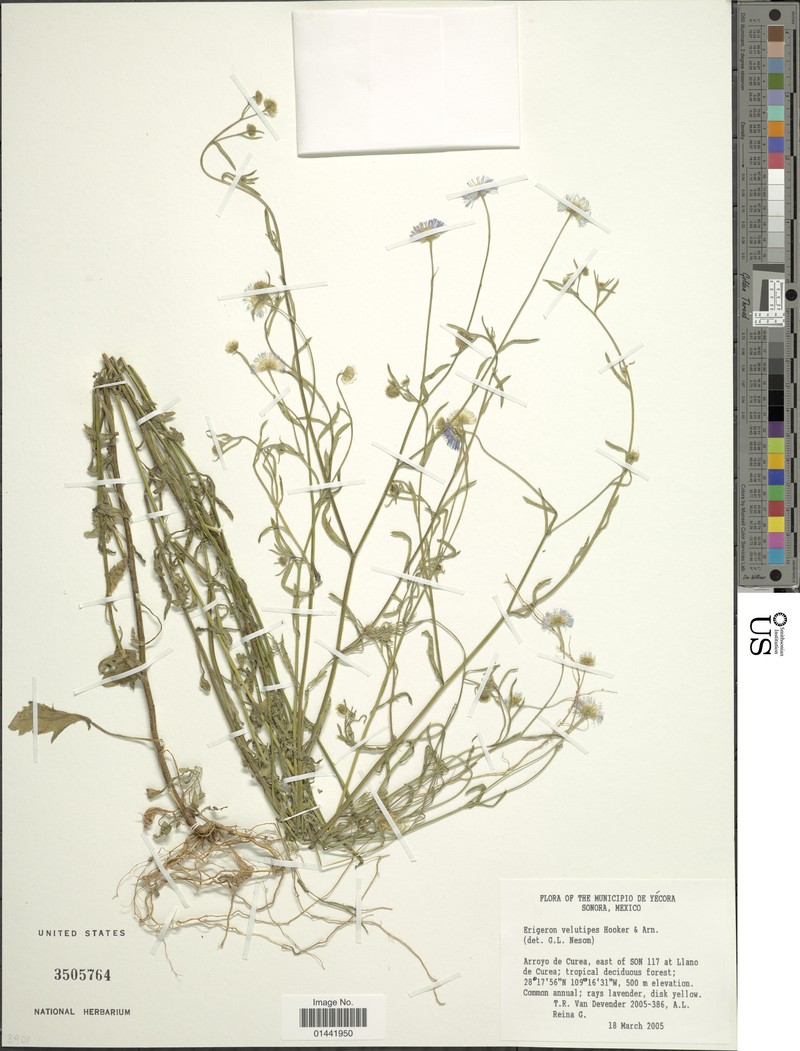 Chihuahuan Fleabane photo 3
