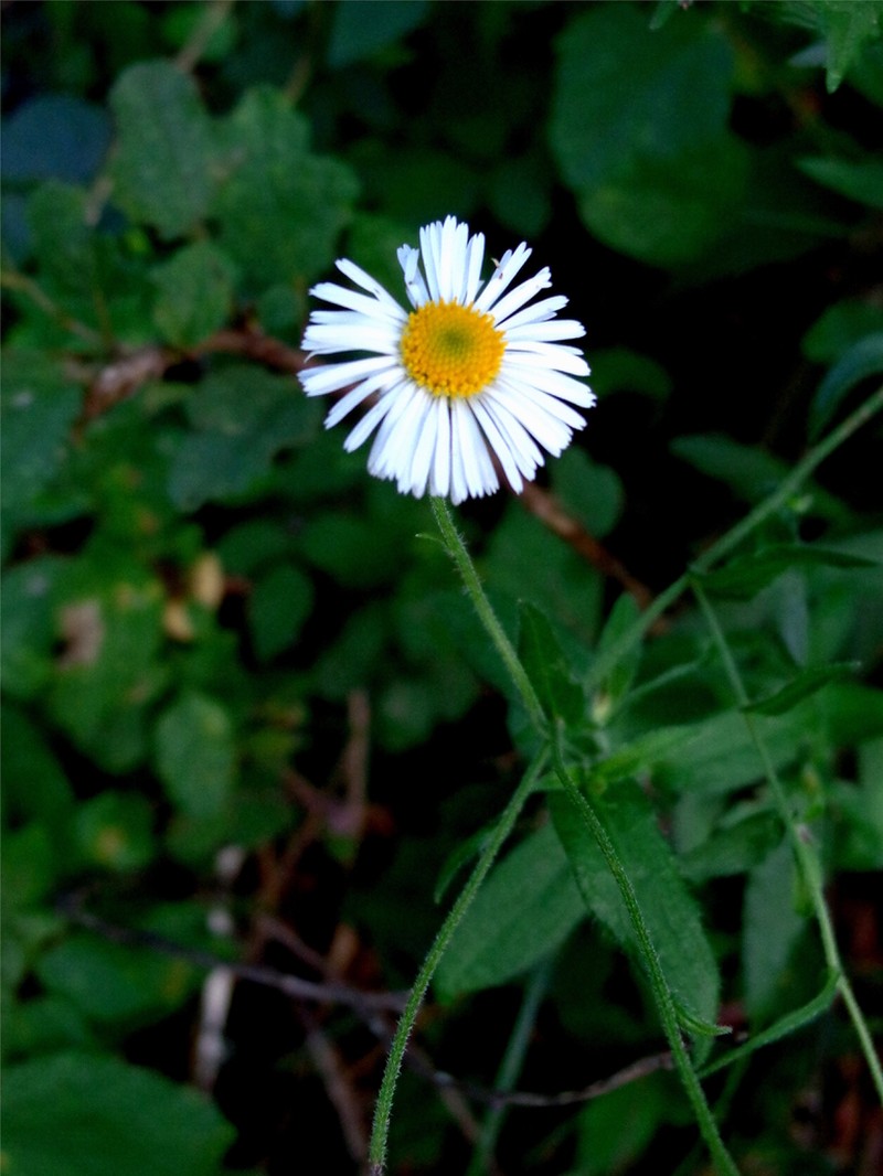 Erigeron veracruzensis