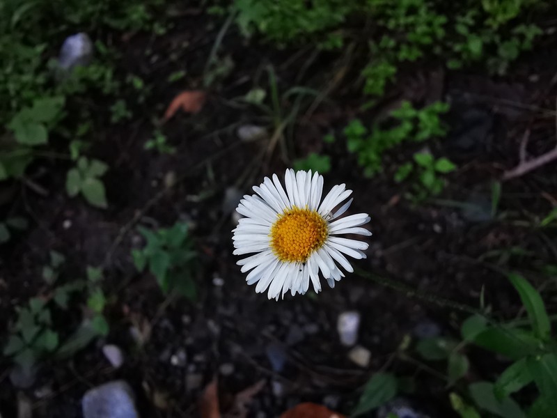 Erigeron veracruzensis photo 2