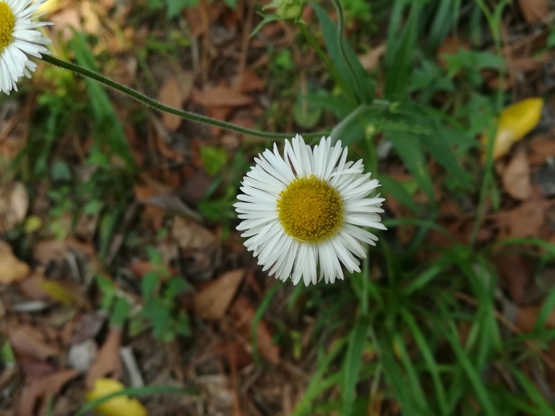 Erigeron veracruzensis photo 3