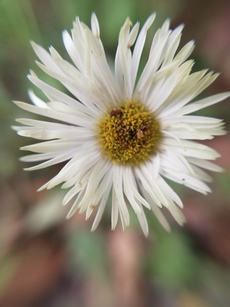 Erigeron veracruzensis photo 4