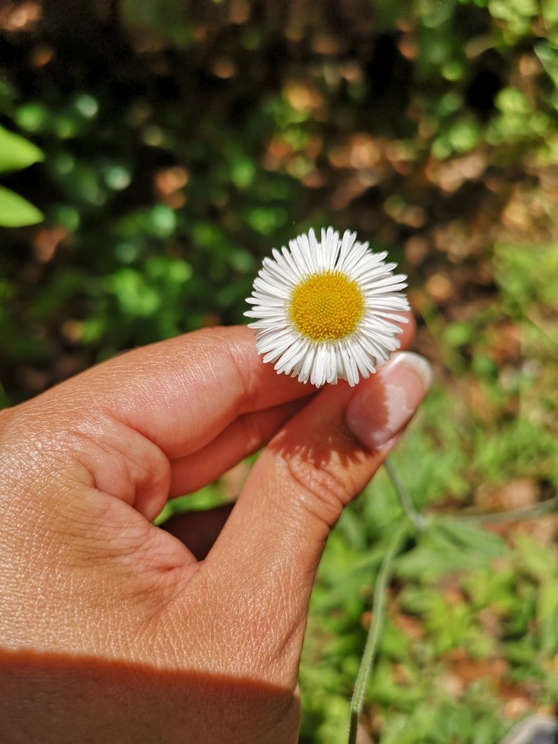 Erigeron veracruzensis photo 6