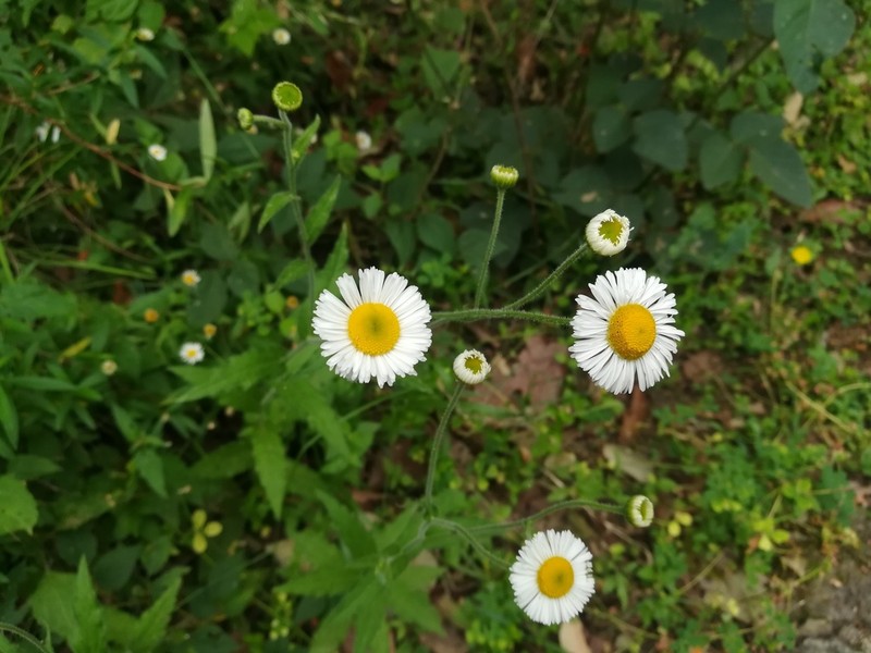 Erigeron veracruzensis photo 8