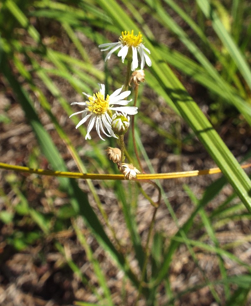 Early Whitetop Fleabane