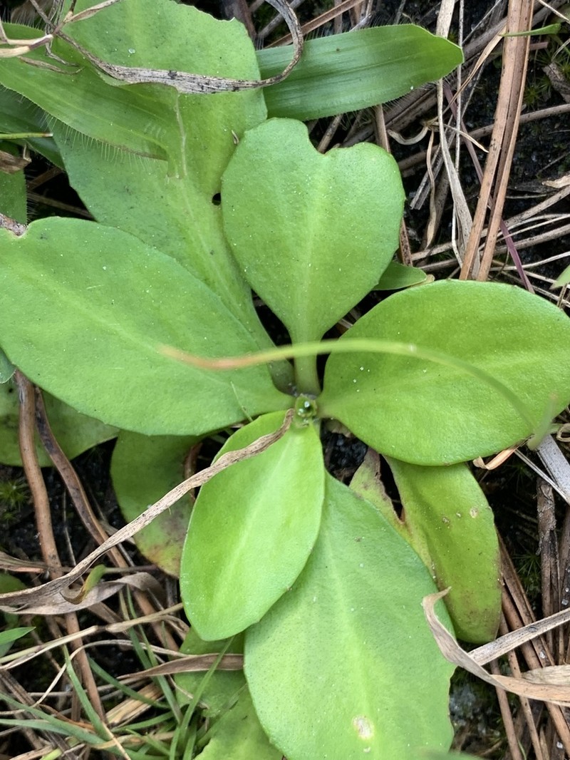 Early Whitetop Fleabane photo 2