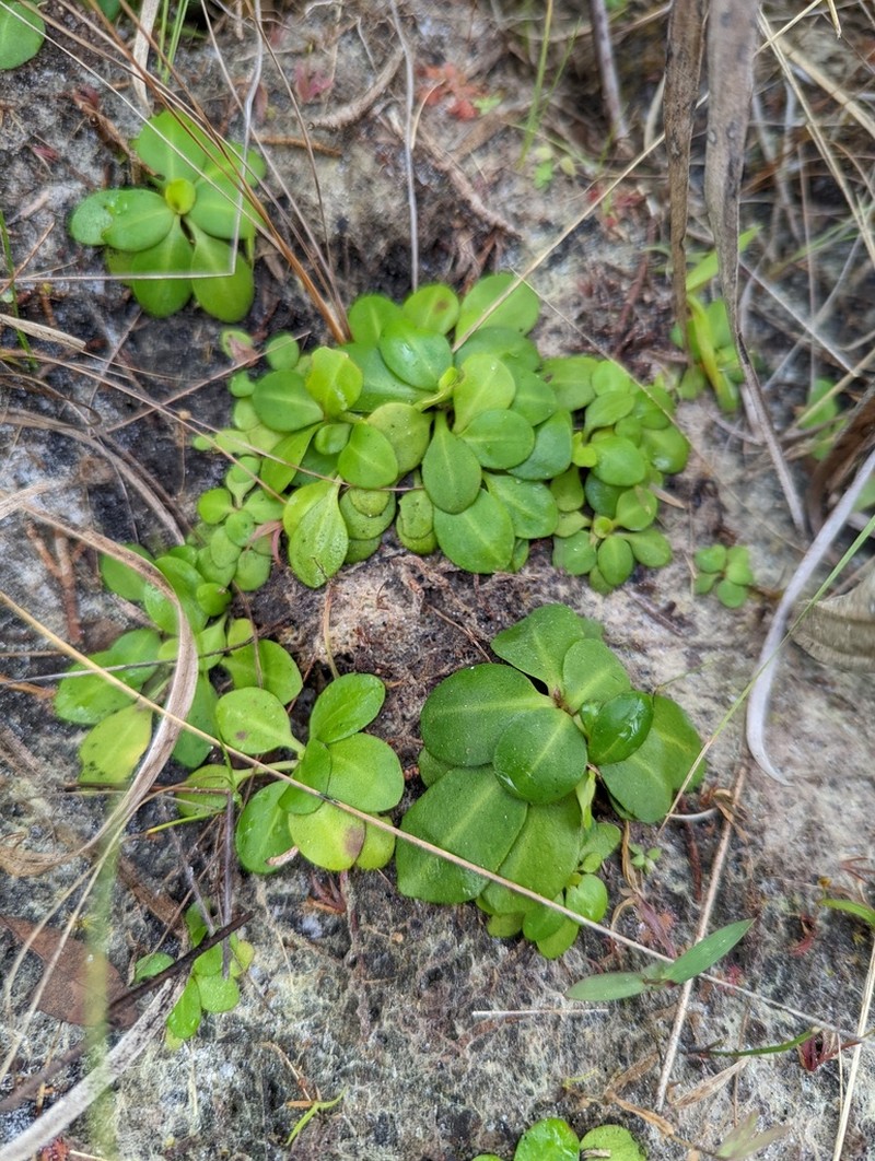 Early Whitetop Fleabane photo 3