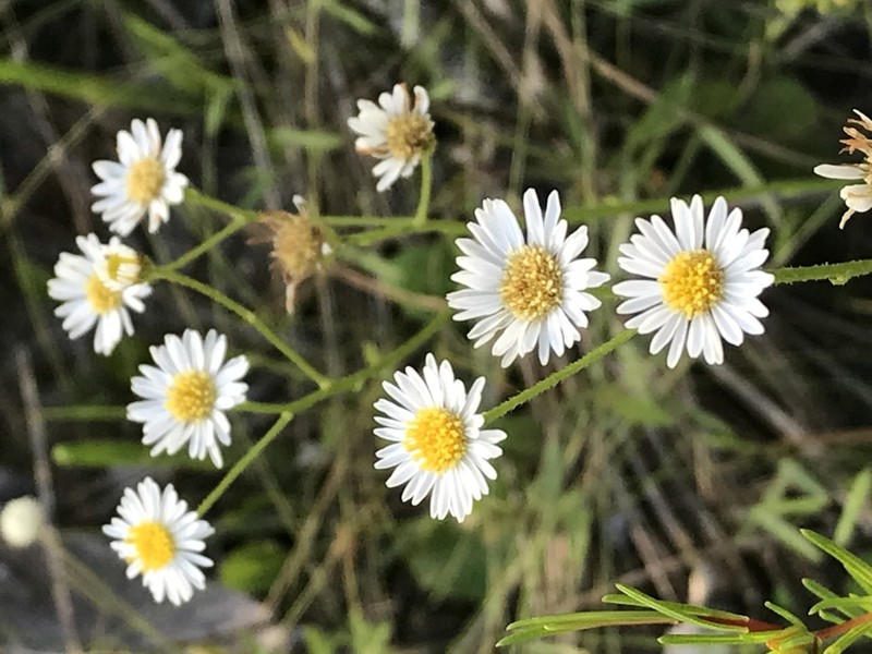 Early Whitetop Fleabane photo 4