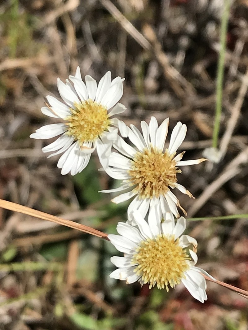 Early Whitetop Fleabane photo 5