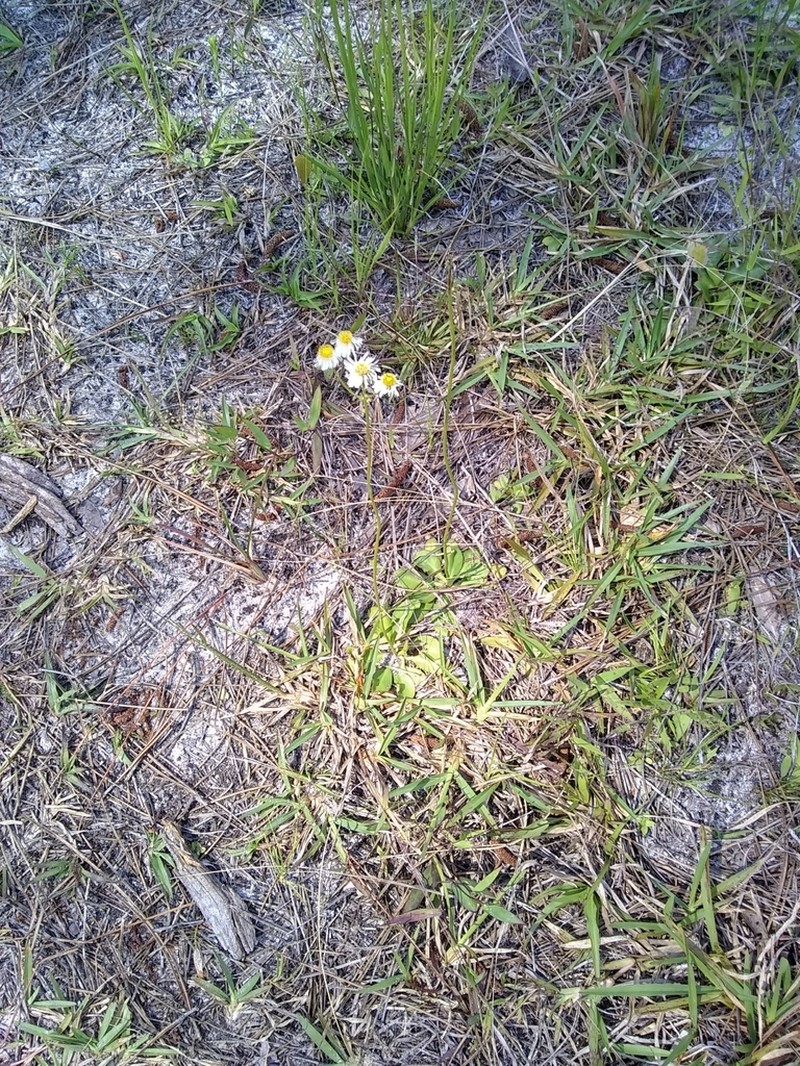 Early Whitetop Fleabane photo 6